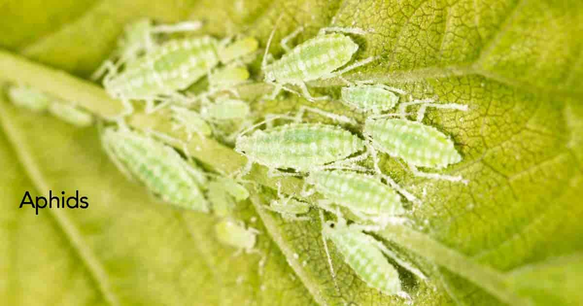 green aphids on underside of leaf