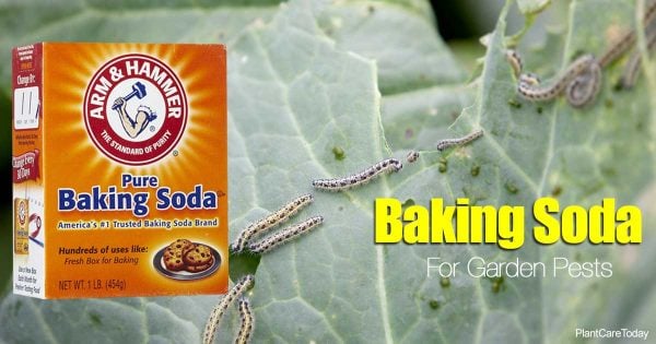 baking soda and cabbage worms