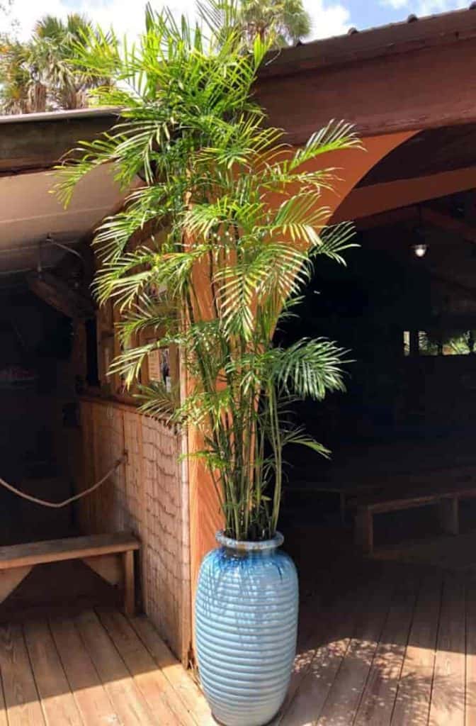 Potted Bamboo palm growing in a small 8-inch pot outdoors at the St. Augustine Alligator Farm. 