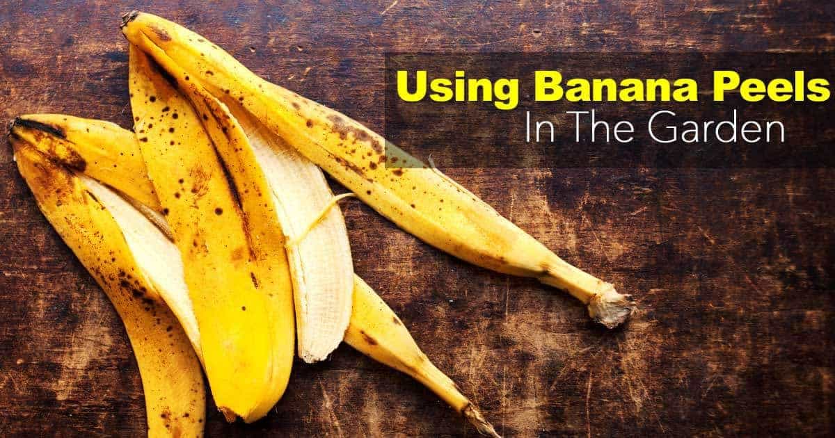 banana peels fertilizer and more for the garden