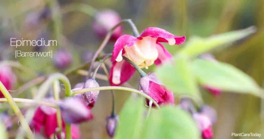 Blooming Epimedium the Barrenwort Plant
