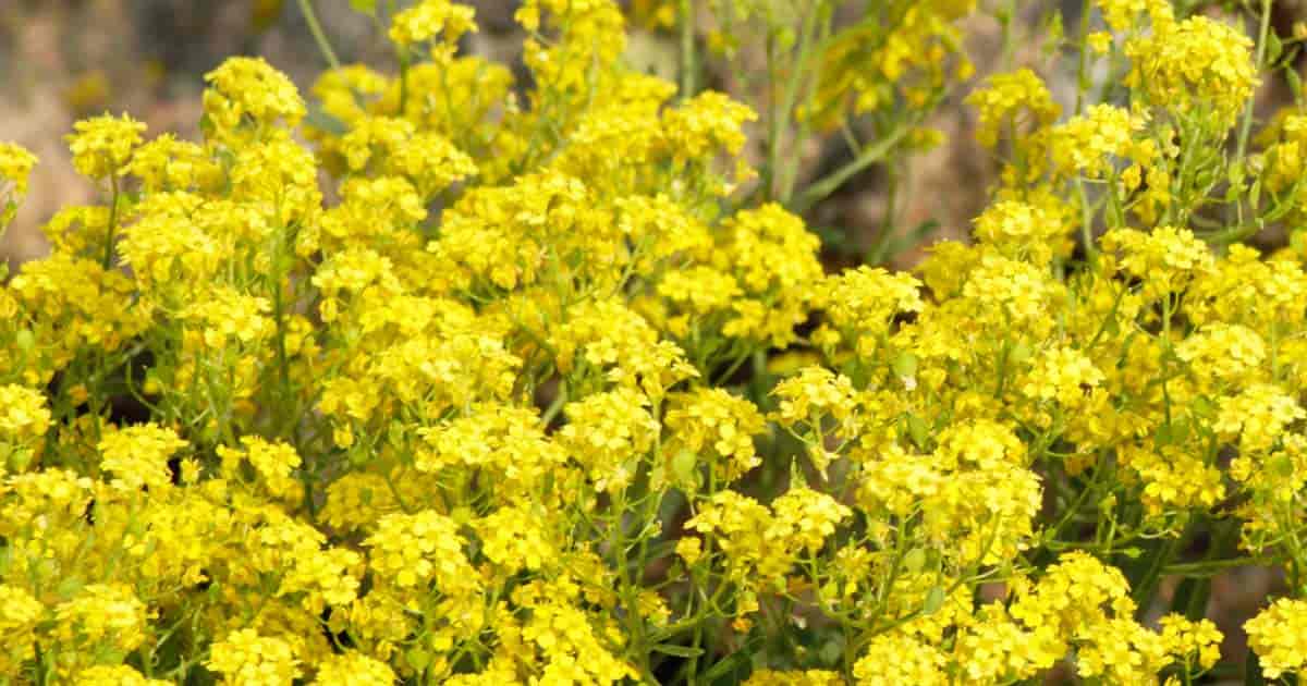 金の花バスケット-Aurinia Saxatilis