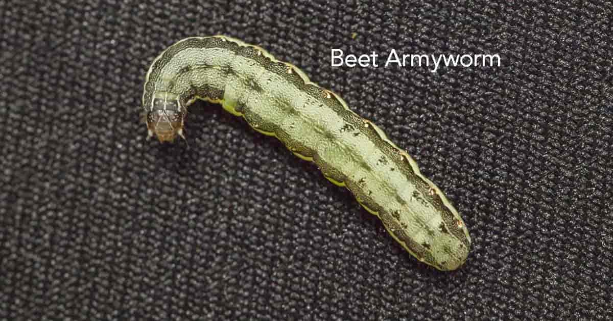 are armyworms harmful to dogs