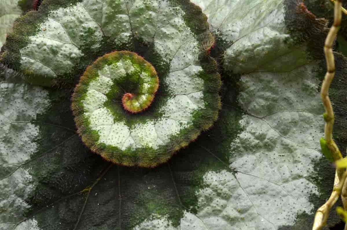 leaf up close of Begonia Escargot 