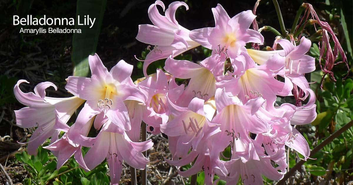 Belladonna Lily i full blomst