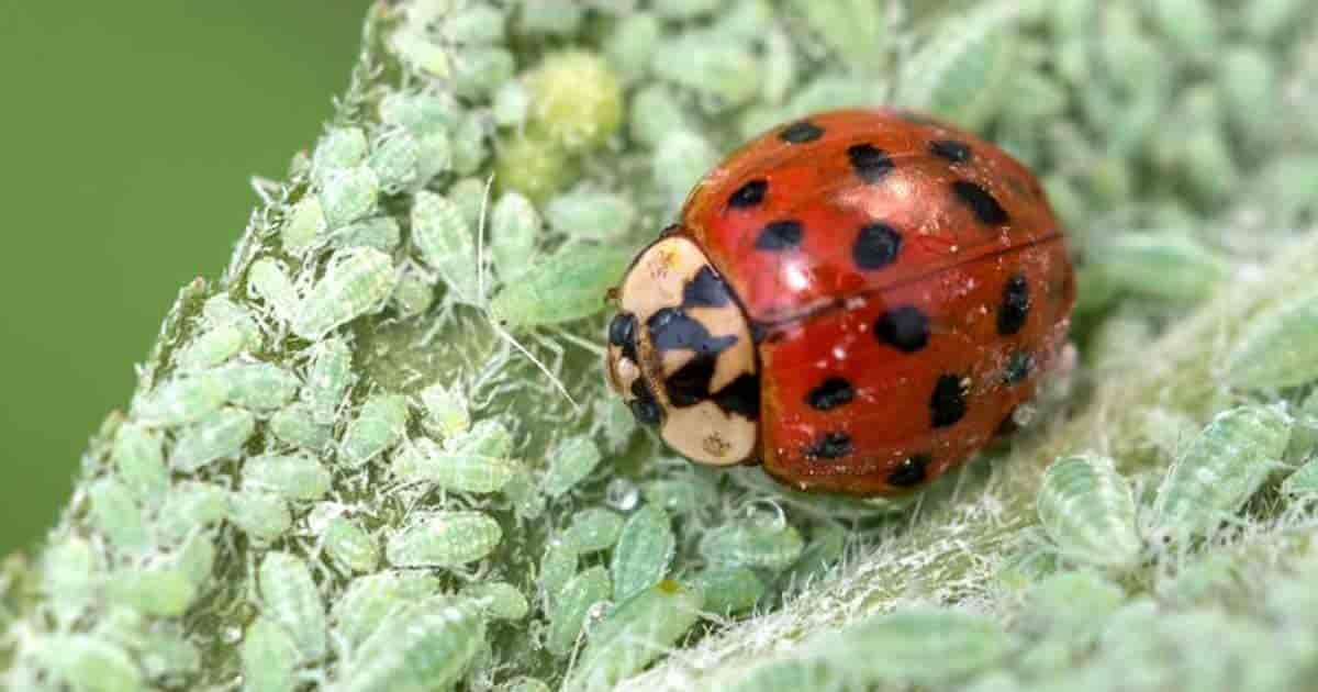 Lady Bugs - Tips for a Successful Release of these Beneficial Insects -  Walt's Organic Fertilizer Co.