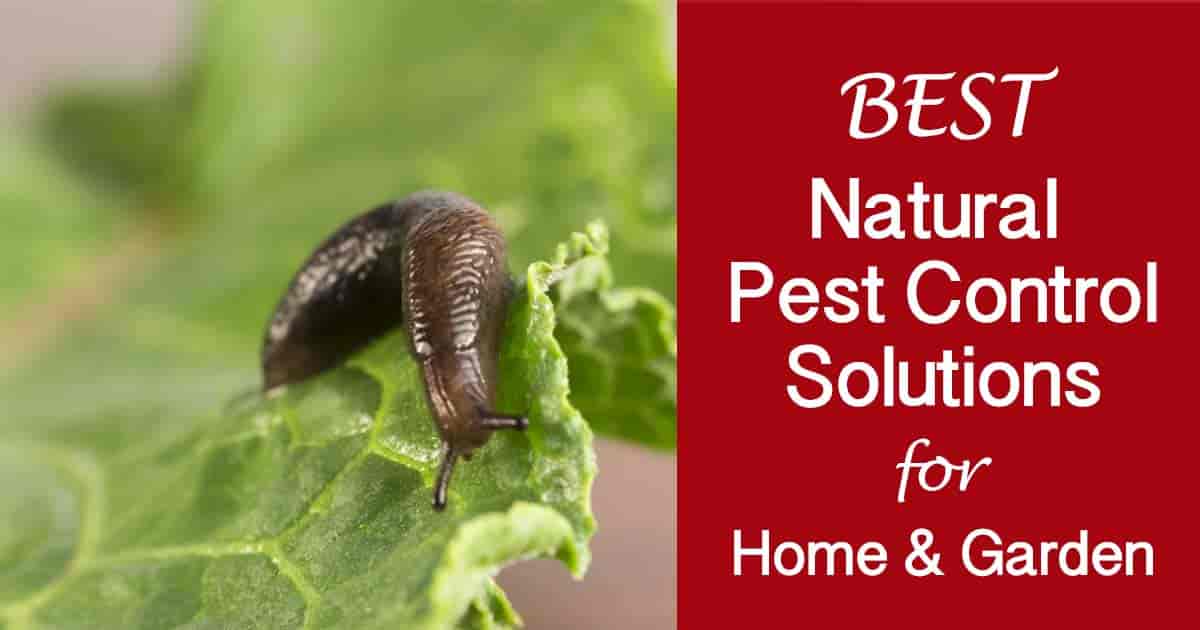 natural pest control solutions