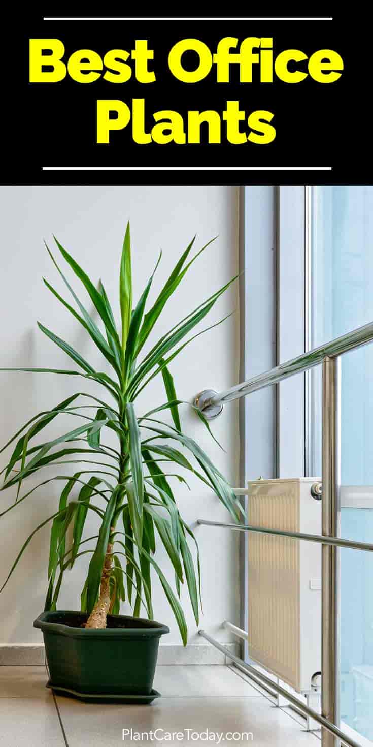 Yucca plant indoors as an office plant