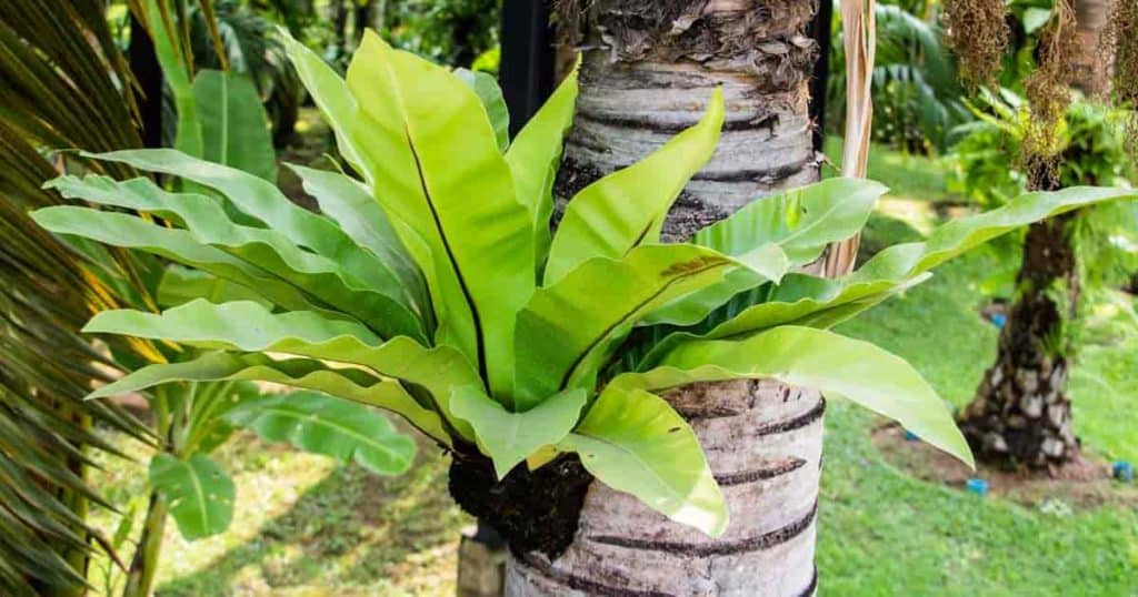 Bird nest Asplenium growing on a palm tree
