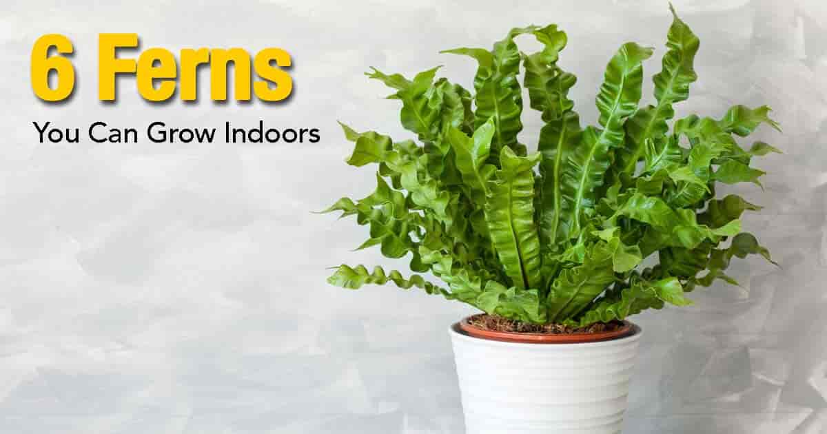 What Are Different Ferns  To Grow As Houseplants 