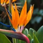 Flowering bird Strelitzia reginae