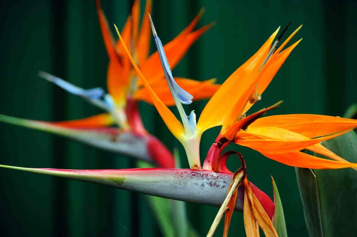 Bird Of Paradise Flower