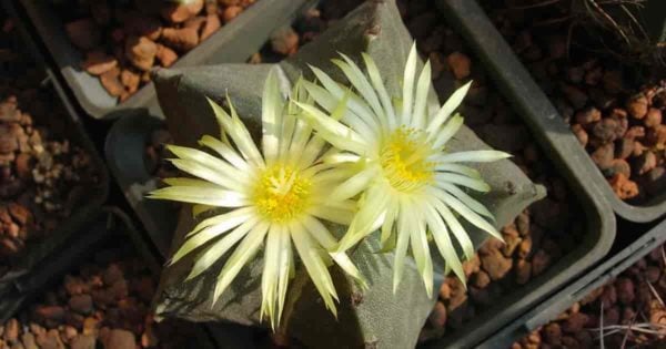 Bishop's cap Astrophytum cactus Bishop's hat