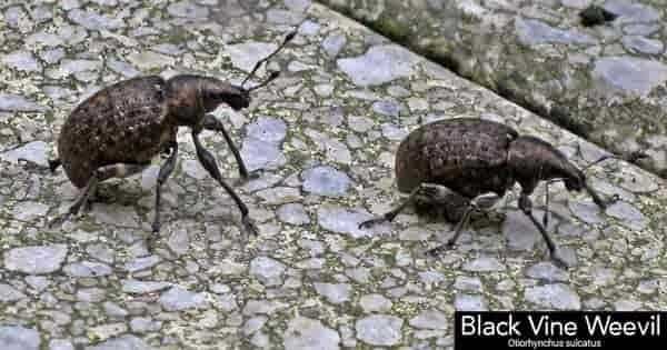 black vine weevil