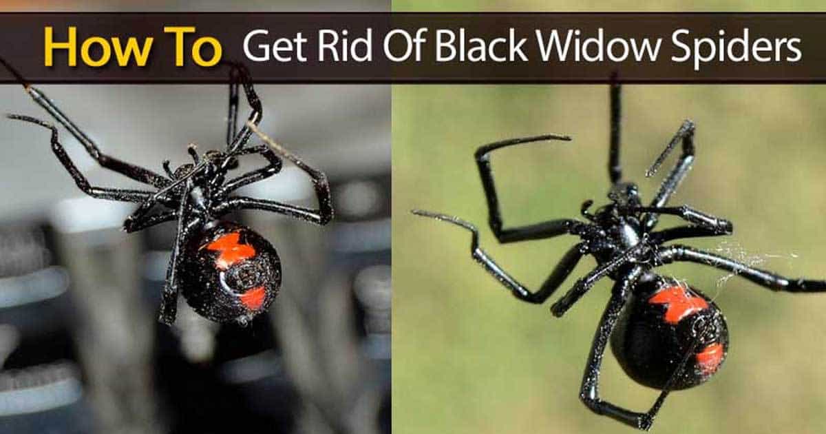 Get Rid of Black Widow Spiders with Bug-A-Way – Bug-A-Way