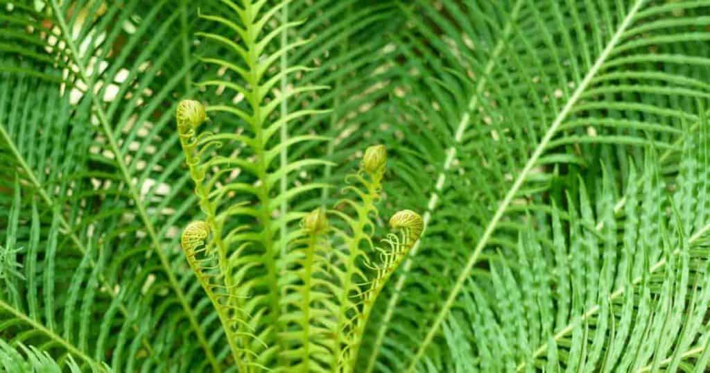 Blechnum - silver lady fern