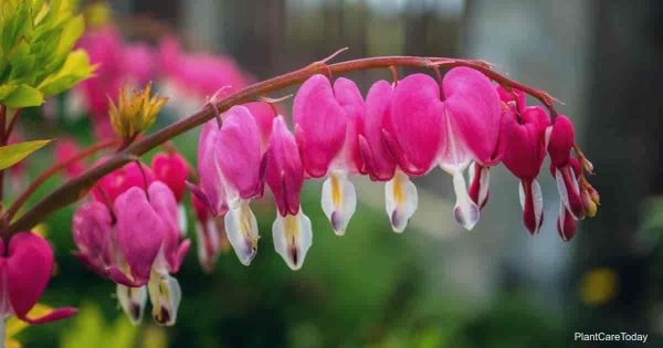 Is the Bleeding Heart Plant poisonous