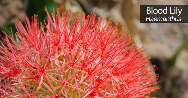 Blood Lily: How To Grow And Care For The Haemanthus