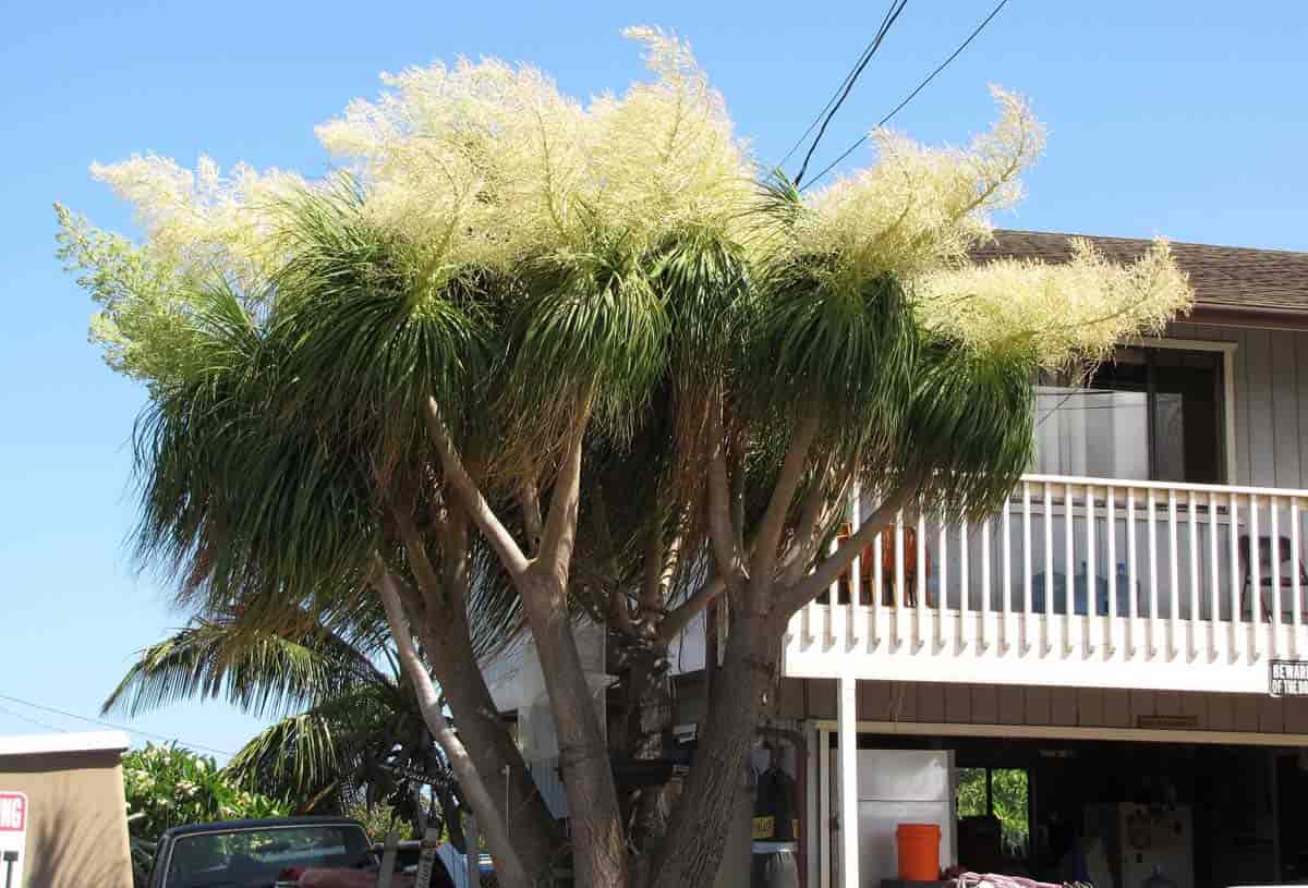 Ponytail Palm How To Care For The Elephant Foot Plant