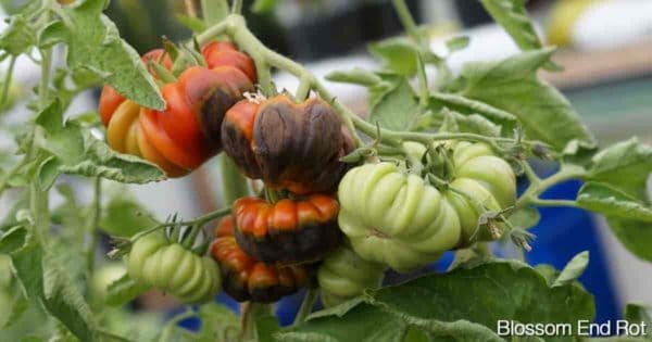 tomatoes on the vine with blossom rot