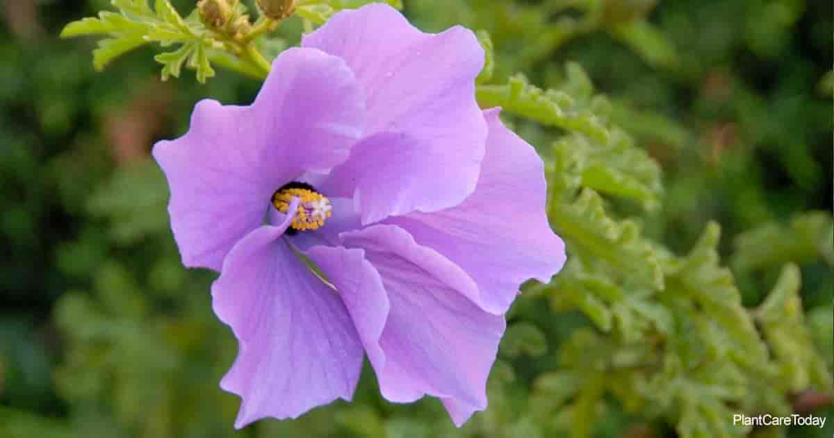 Blue Hibiscus Flower Hair Comb - wide 4