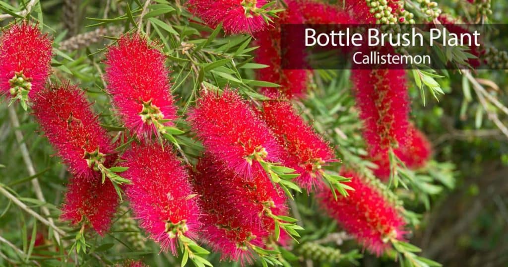 Bottle Brush Tree Care How To Grow The Callistemon 