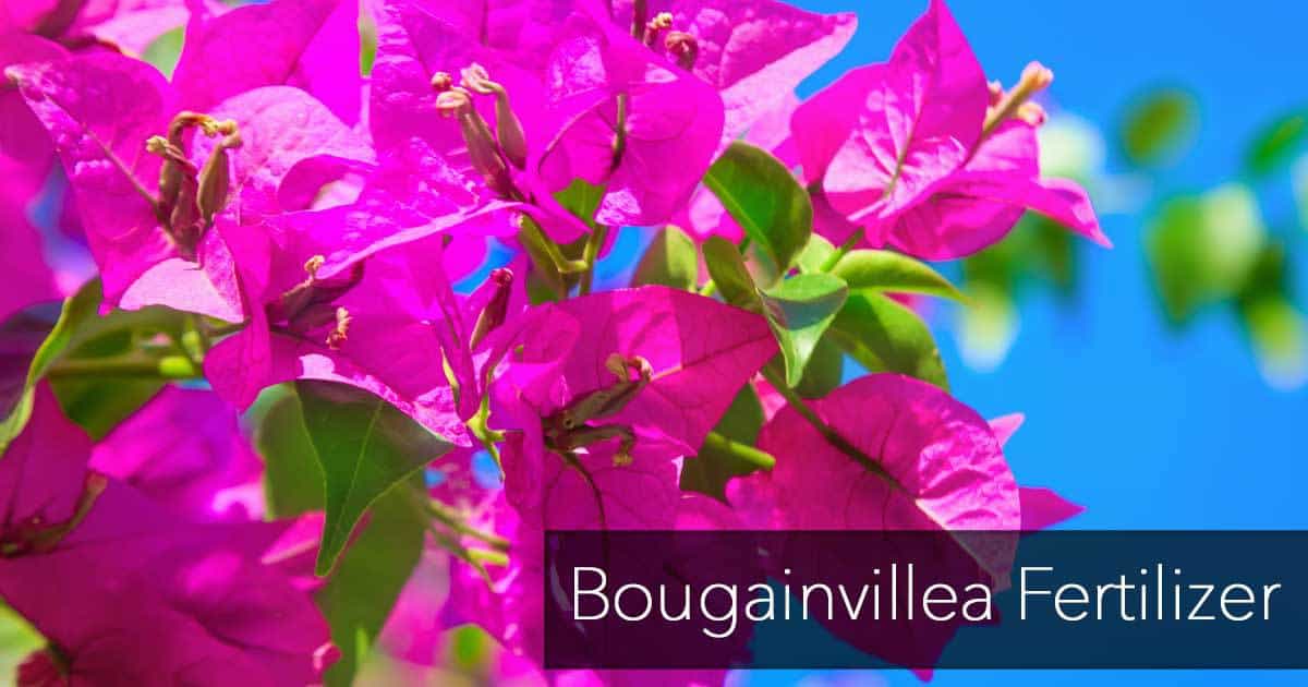 What Is The Best Bougainvillea Fertilizer?