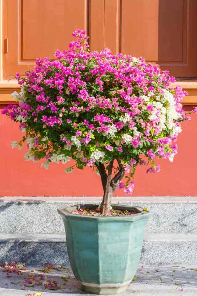 Bougainvillea Tree Plants