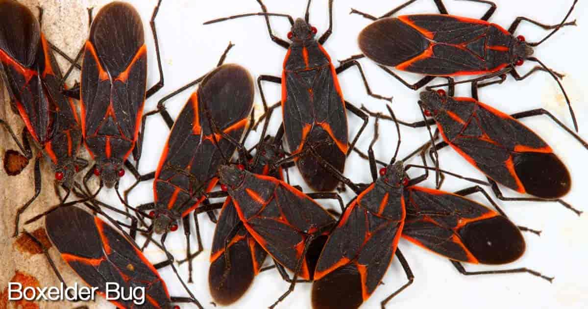 group of boxelder bugs their red veins sitting on top of charcoal-colored wings