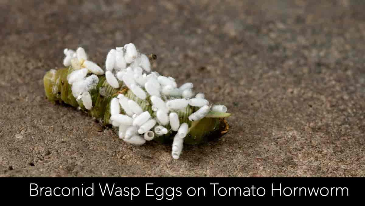 braconid wasp eggs on a tomato hornworm