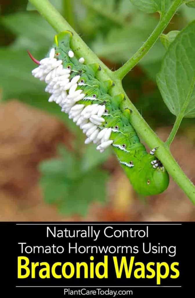 braconid wasp feeding on hornworm