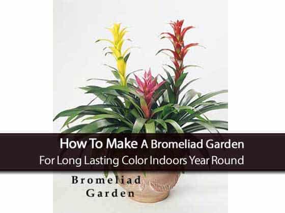 attractive bromeliad garden in clay pot