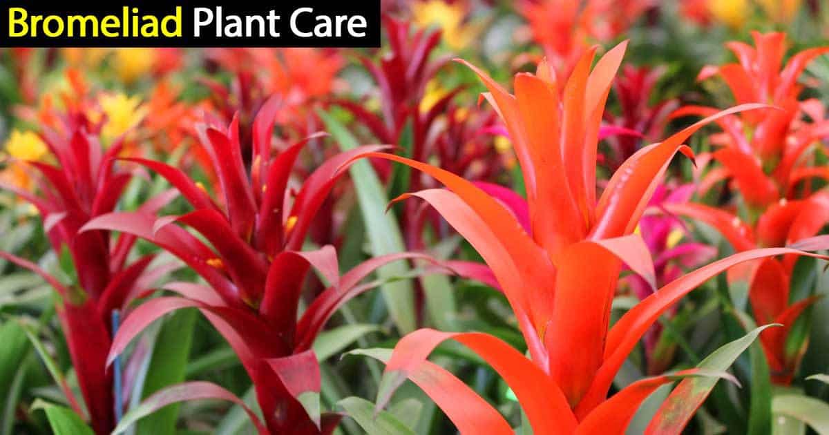 Guzmania bromeliad flowering