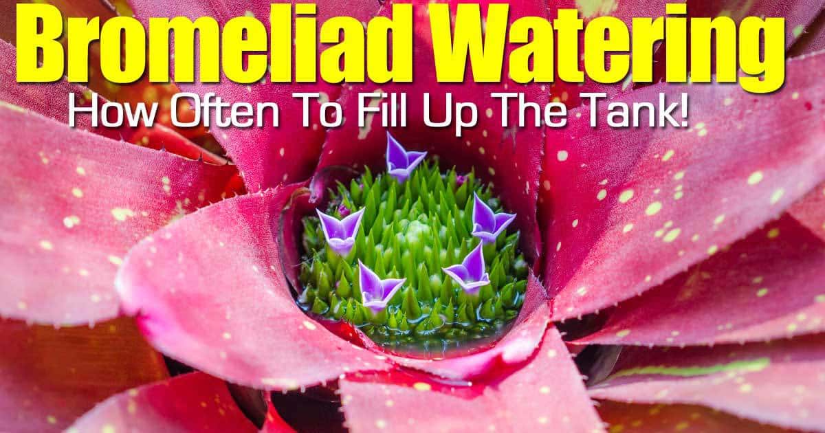 how to water a bromeliad