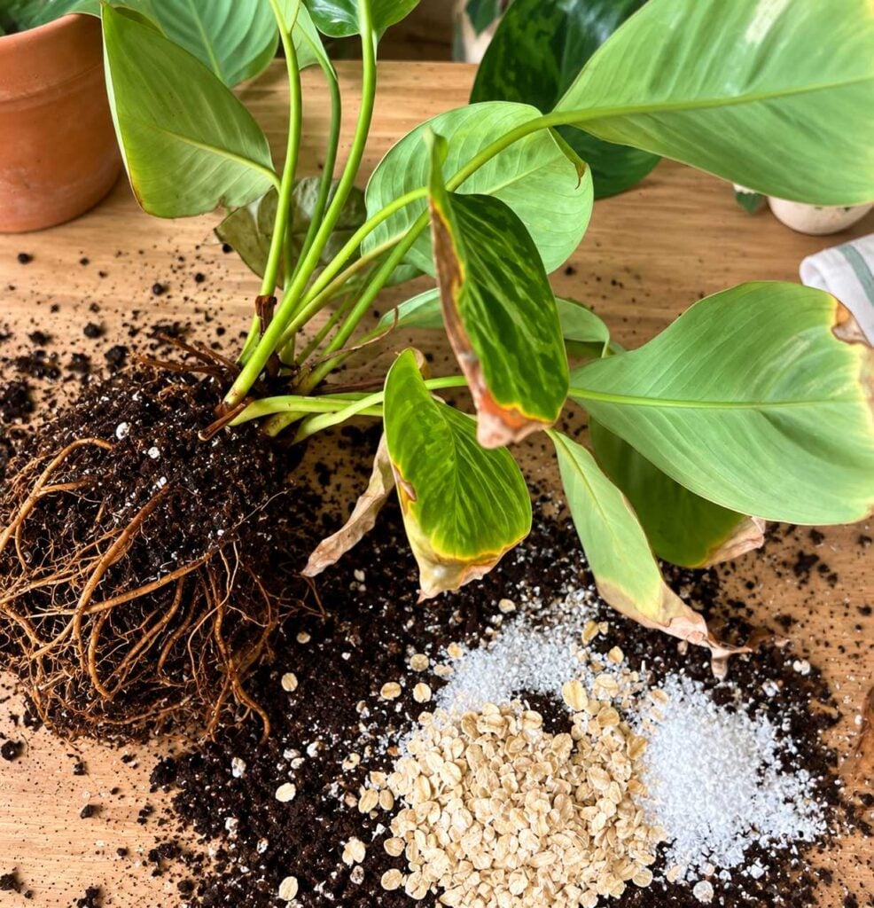 A houseplant with exposed roots and brown leaf tips lies on a wooden surface beside spilled soil, oats, and granular soil amendments.