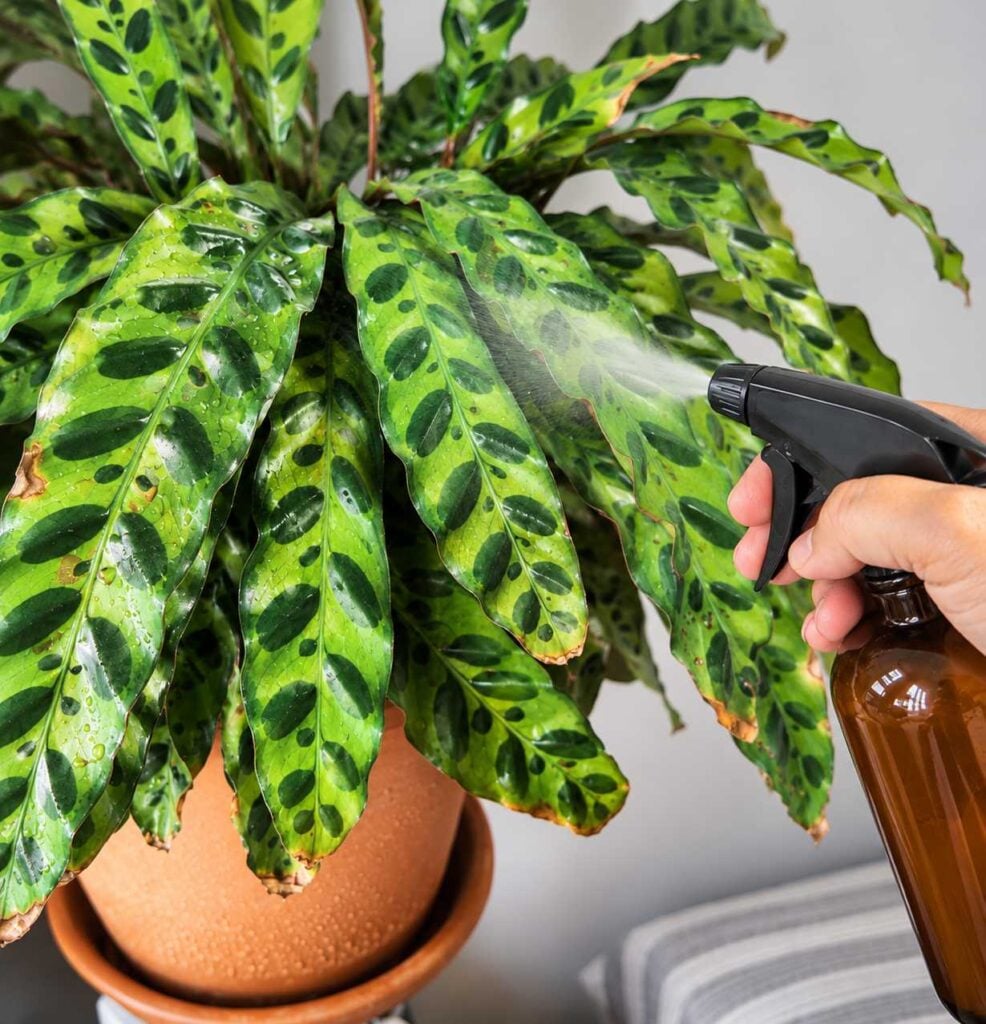 Water sprayed on the patterned leaves of a rattlesnake plant with brown tips growing in a terracotta pot indoors.