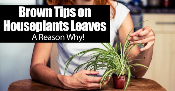 woman holding spider plant with briwn leaf tips