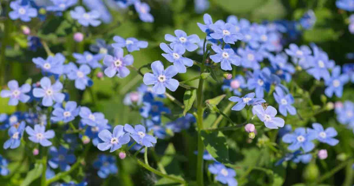 Brunnera Macrophylla Plant Care: How To Grow Siberian Bugloss