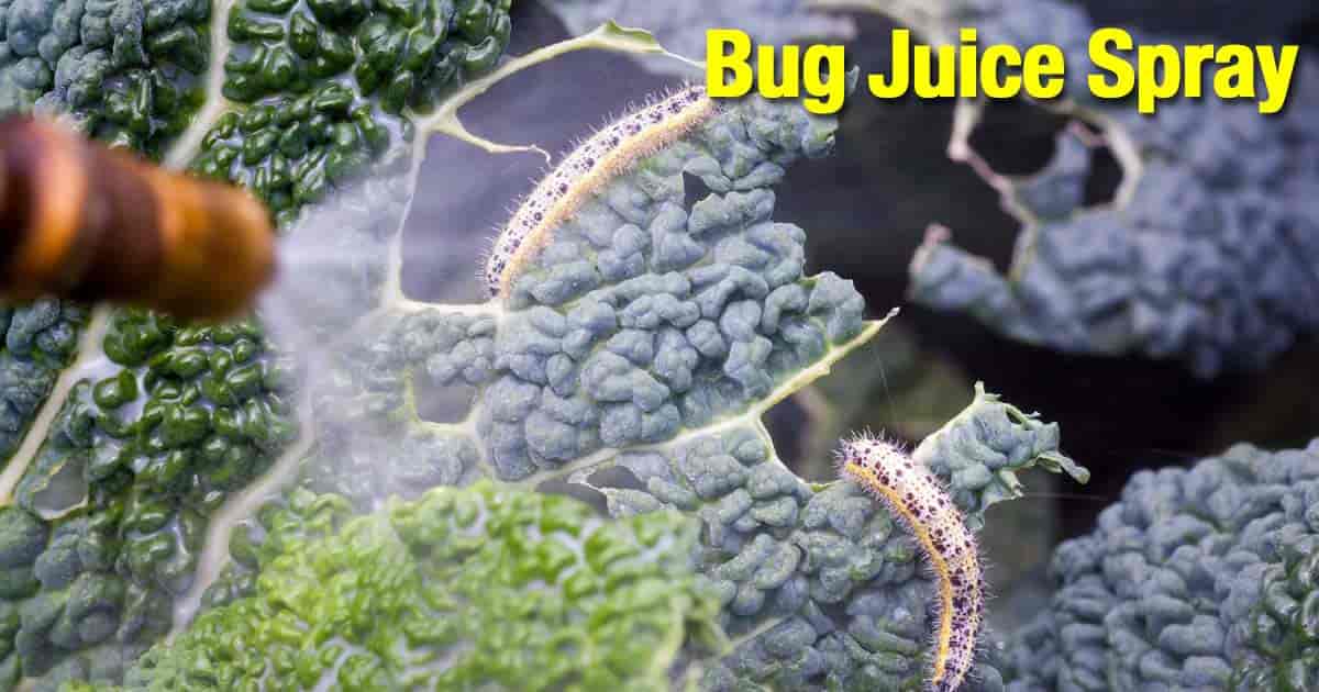 worms on kale sprayed with blended bug juice