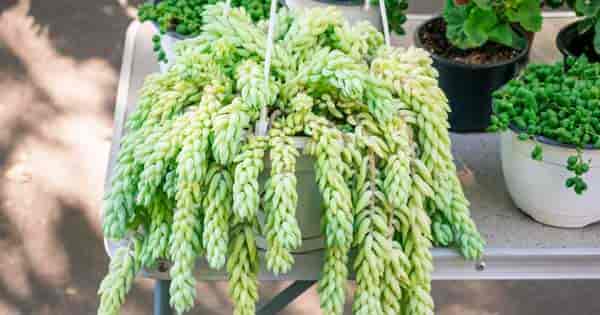 burro's tail plant in hanging basket