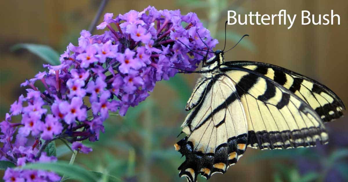 butterfly on a Buddelia plant