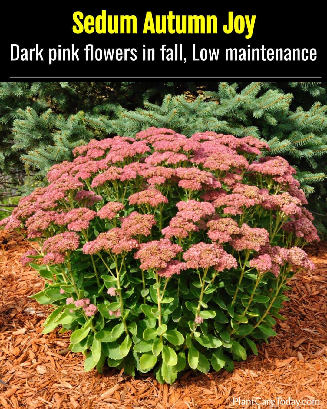Hylotelephium Sedum ‘Autumn Joy’, Dark pink flowers in fall, Low maintenance, drought tolerant