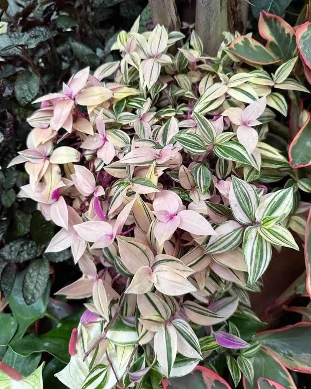 variegated Tricolor wandering Jew Tradescantia leaves