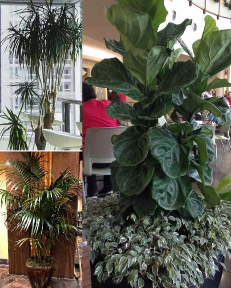 11 Best Tall Indoor Plants and Trees to Transform Your Home
