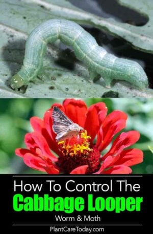 Cabbage Looper Caterpillar Worms – [15 Tips] How To Identify, Kill and Get Rid Of Them