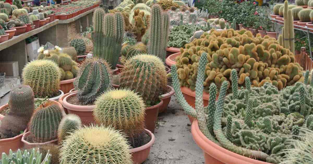 beautiful potted cactus need fertilizer