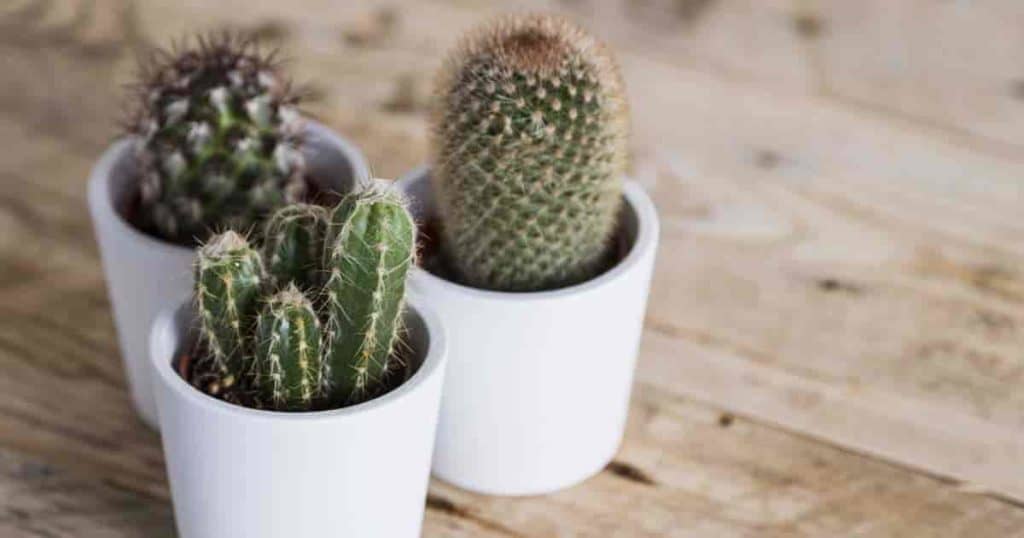 cactus soil mix for potted cacti