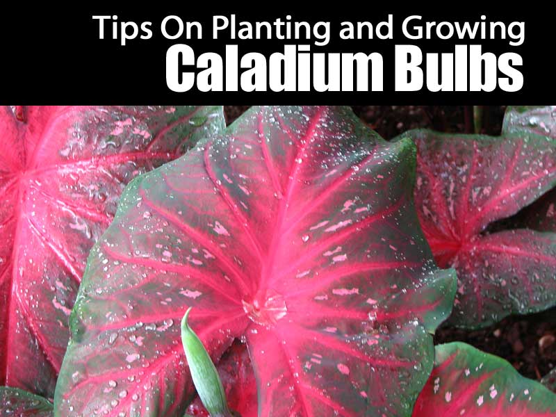 Your Complete Guide To Planting And Growing Caladium Bulbs Your Complete Guide To Planting And Growing Caladium Bulbs