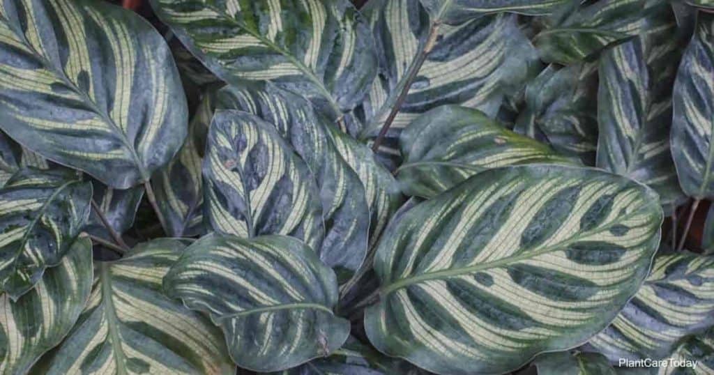 Calathea makoyana también conocida como planta de pavo real