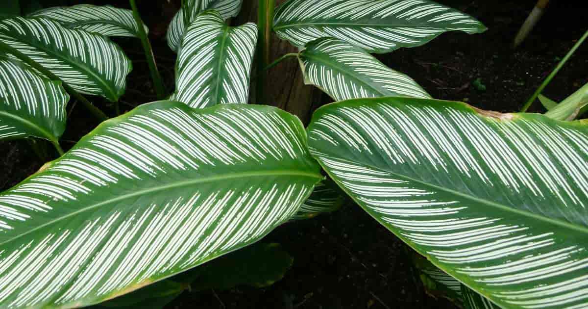 calathea ornata care tips